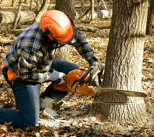 Tree Removal in Tower Hill, IL